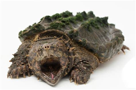 Afbeeldingsresultaten voor Snapping Turtle Adult Shell