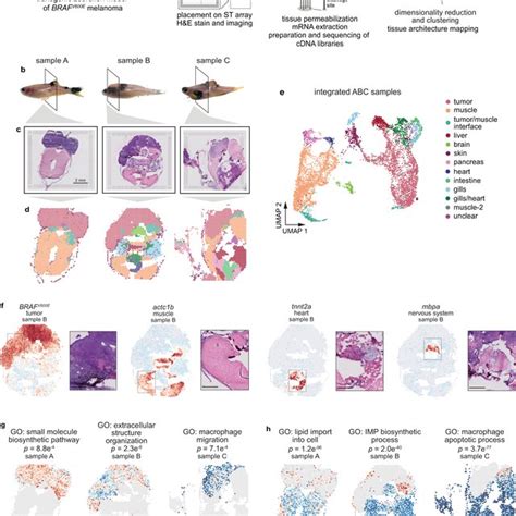Image result for Spatially Resolved Transcriptomics