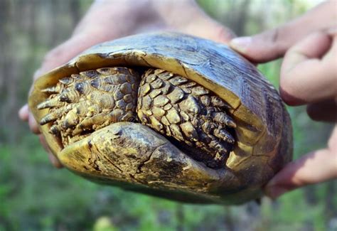 Image result for Turtle Shell Hiding