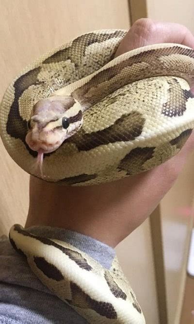 Image result for Cute Looking Python