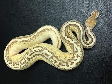 Toradh íomhá ar Black Pastel Lesser Ball Python