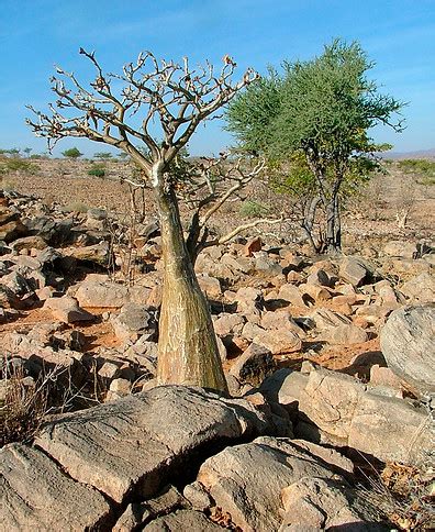 Image result for Adenium Boehmianum