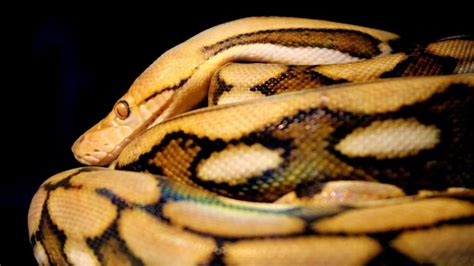 Image result for Retic Python Bite