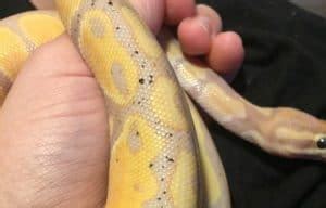 Image result for Ball Python Mites