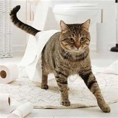 Image result for Meow Poop