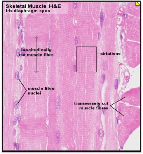 Interscapular Muscles に対する画像結果