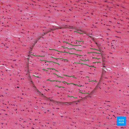 Image result for Elastic Cartilage Tissue Under Microscope