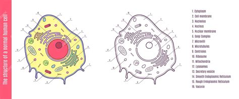 Afbeeldingsresultaten voor Normal Cell Icon