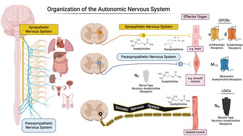 Image result for Autonomic Nervous System Model