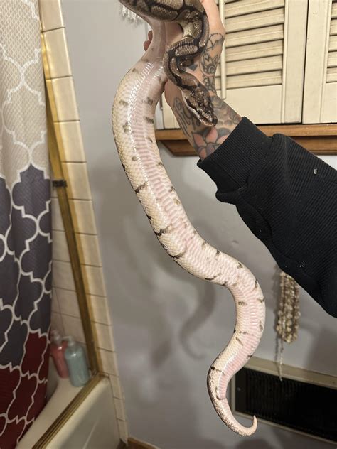 Afbeeldingsresultaten voor Septicemia Ball Python