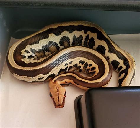 Image result for Tail of a Python
