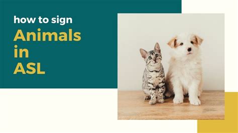 Image result for ASL Owl Sign