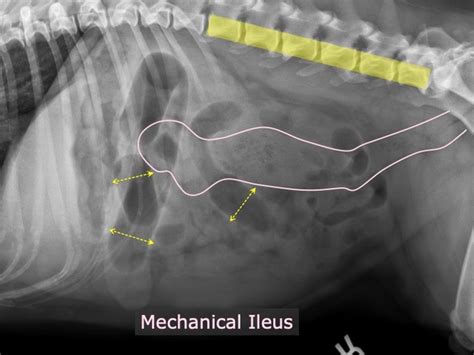 Image result for Signs of Intestinal Blockage in Dogs