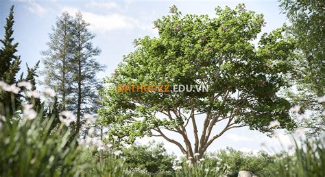 Tree Revit Enscape に対する画像結果