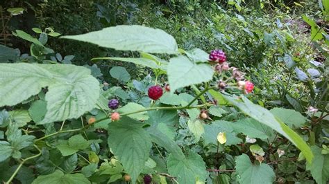 Raspberry Plant Identification に対する画像結果