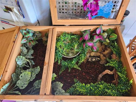 Toradh íomhá ar Ball Python Decor