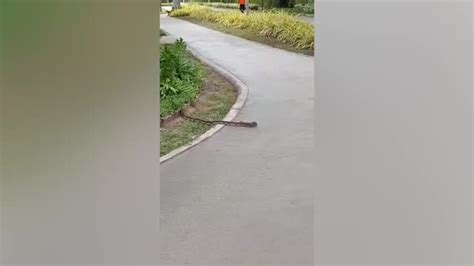 Toradh íomhá ar Wild Python Tail