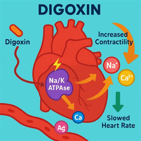 Image result for Digoxin Pulse Waveform