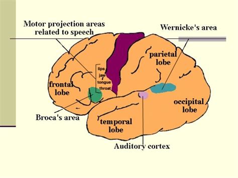 Biological Basis of Language Learning に対する画像結果