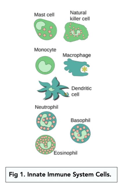 Image result for Innate Immune System