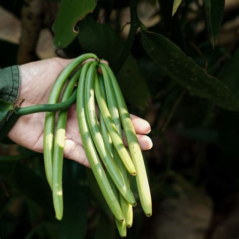 Image result for Growing Vanilla Beans