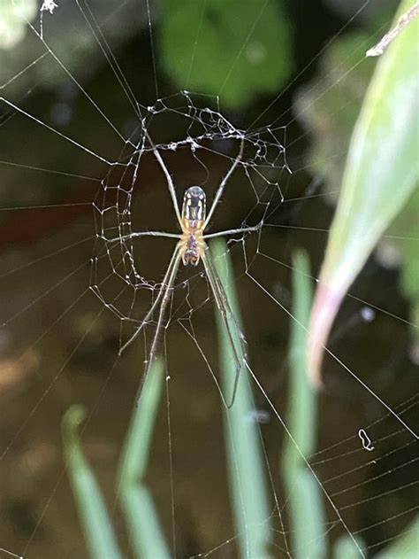 Image result for Spider Image ID