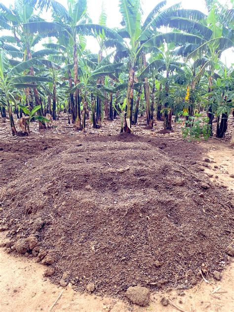 Image result for Different Types of Manure