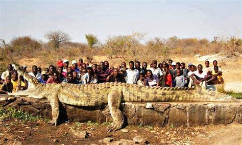 Image result for Biggest Crocodile in the Wild