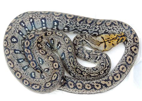 Image result for Rainbow Reticulated Python