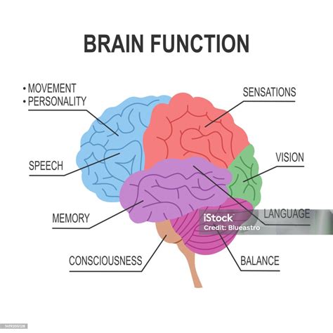 Brain Function Diagram Infographic In Flat Design On White Background ...