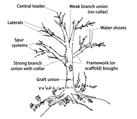 Image result for Tree Limb with Base