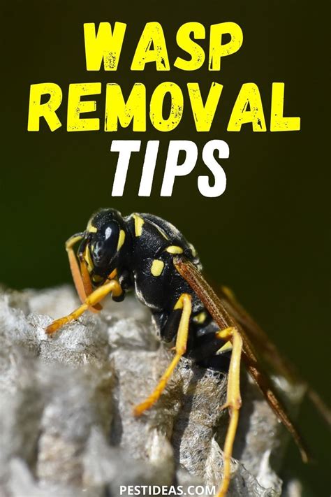 Image result for Remove Wasps