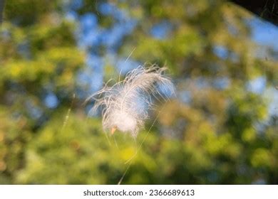 Image result for Exploding Bird Feathers