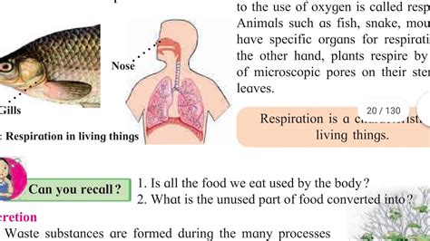 Image result for Sixth Class Science Lesson 2 Living World