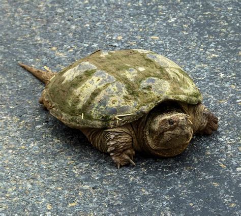 Image result for Snapping Turtles