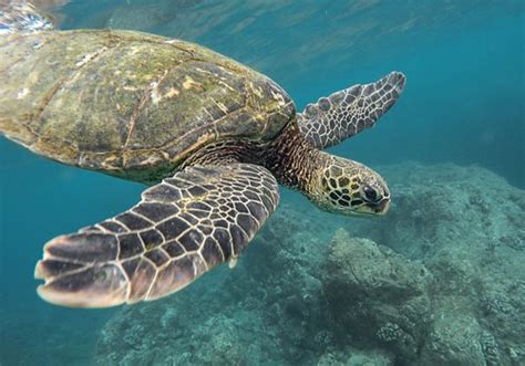 Turtle Wax Ceramic Teardrop Flag に対する画像結果