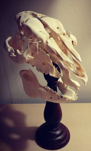 Image result for Exploding Pig Head