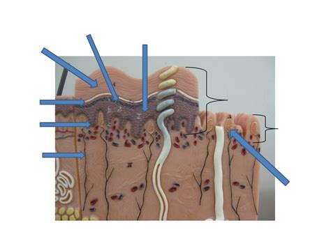 Image result for Science Form 3 Skin Structure