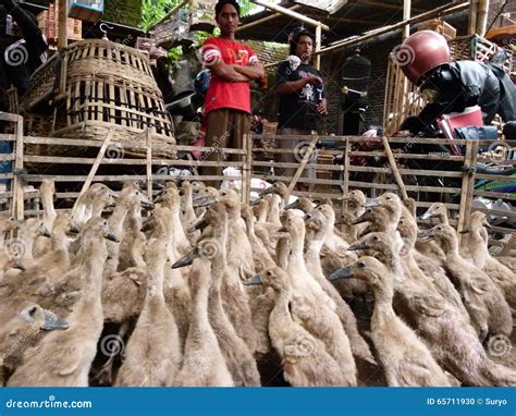 Java First Head Ducks に対する画像結果