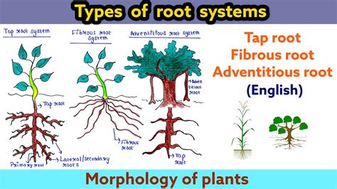 Image result for Three Root System