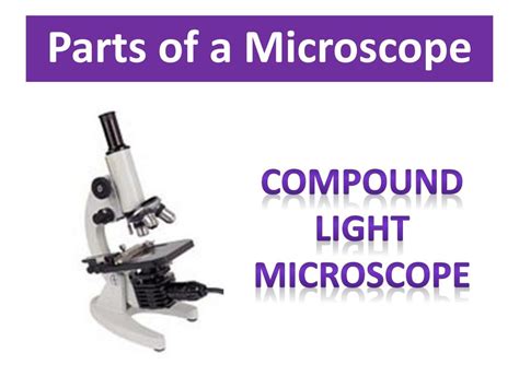 Image result for Functions of Light Microscope Parts