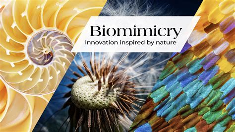 Toradh íomhá ar Biomimicry in Facade Design
