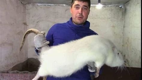 Image result for Mega Rat