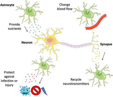 Image result for Astrocyte Function