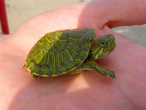 Image result for Red Eared Slider Hatchling