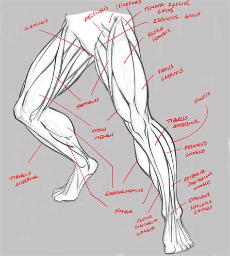 Drawing Muscles KS1 に対する画像結果
