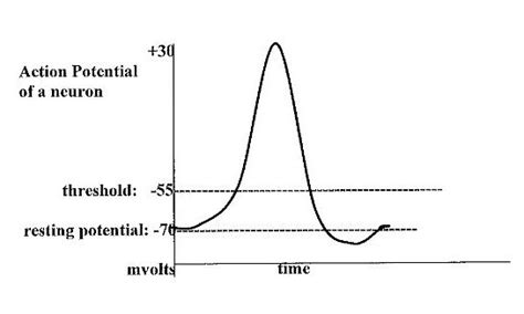Neuron Action Potential Model に対する画像結果