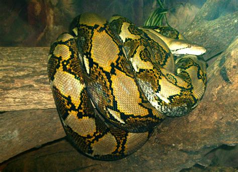 Reticulated Python Head に対する画像結果