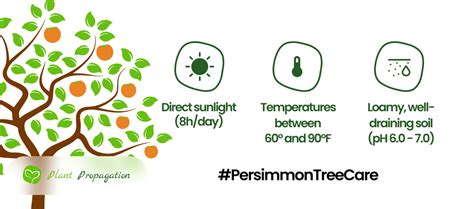 Image result for Prune Persimmon Tree