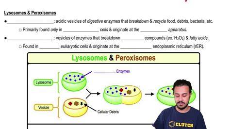 Peroxisome Structure and Function に対する画像結果